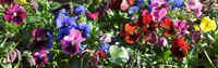 Pansy4.jpg (22487 bytes)