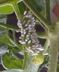 Parasites on Tobacco Hornworm0825.jpg (52345 bytes)