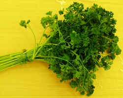 Parsley1007.JPG (53064 bytes)