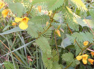 Partridgepea0810.jpg (84994 bytes)