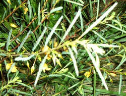 Partridgepea0810b.jpg (76996 bytes)