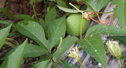 PassionFruit0810.jpg (42187 bytes)