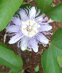 Passion Flower0713.jpg (64834 bytes)