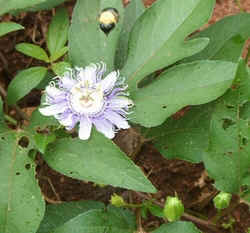 Passion Flower with Bee0713.jpg (62212 bytes)