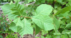 Pawpaw Leaf.jpg (44845 bytes)