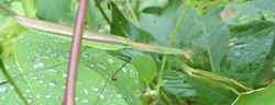 Paying Mantis0827.jpg (28201 bytes)