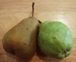 Pear1002.JPG (42040 bytes)