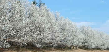 Pear 1.jpg (63320 bytes)