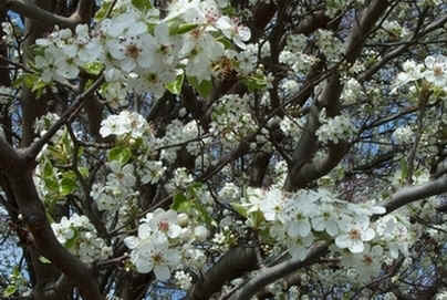 Pear Bee.jpg (128553 bytes)