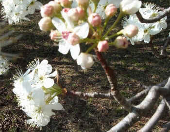 Pear Buds.jpg (106716 bytes)