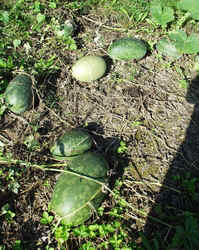 Persidia1001a.JPG (79232 bytes)