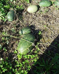 Persidia1001b.JPG (78579 bytes)