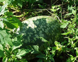 Persidia1001c.JPG (73992 bytes)