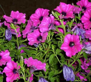 Petunias.jpg (103834 bytes)