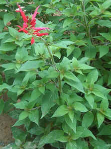 Pineapple Sage.jpg (81441 bytes)