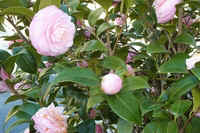 Pink Camellia Amaryllidaceae Tryon, NC.jpg (38456 bytes)