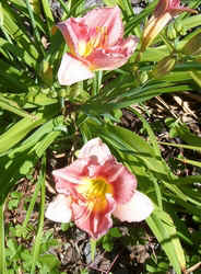 Pink Daylilya.jpg (68879 bytes)