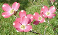 Pink Dogwood.jpg (31271 bytes)