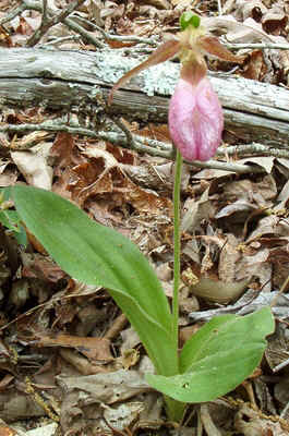 Pink Moc2.jpg (142408 bytes)