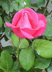 Pink Rose.jpg (72922 bytes)