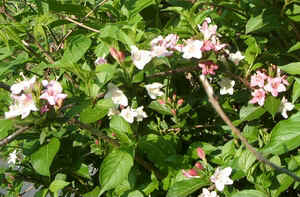 Pink Weigela.jpg (86873 bytes)