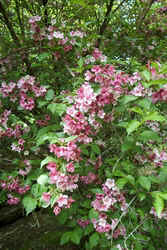 Pink Weigela0506.jpg (64924 bytes)