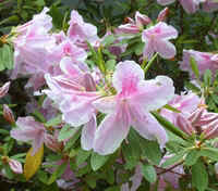 Pink azaleas.jpg (47041 bytes)