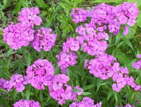 Pinks0426.jpg (46868 bytes)