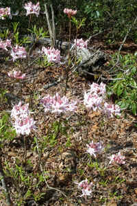 Pinster-flower1.jpg (95069 bytes)