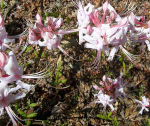 Pinxter-flower2.jpg (110699 bytes)