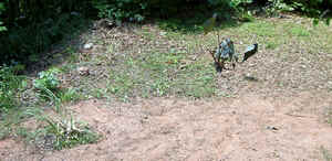 Plants Top Entrance June17.jpg (60178 bytes)