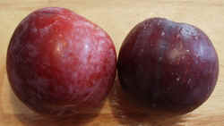 Plum1002.JPG (32581 bytes)