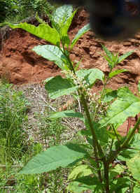 Poke1.jpg (78671 bytes)