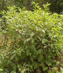 Poke3.jpg (79874 bytes)