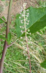 Poke4.jpg (55770 bytes)