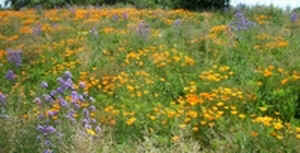 Poppy Field.jpg (49698 bytes)
