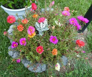 Portulaca.jpg (97718 bytes)