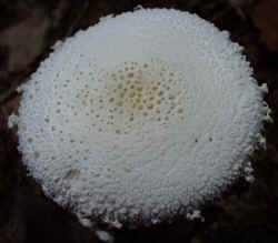 Powder-cap Amanita 0917a.JPG (47421 bytes)