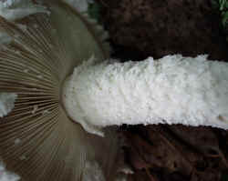 Powder-cap Amanita 0917b.JPG (42680 bytes)