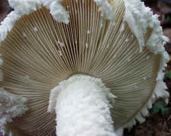 Powder-cap Amanita 0917c.JPG (51516 bytes)