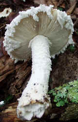 Powder-cap Amanita 0917d.JPG (47615 bytes)