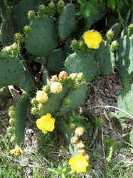 Prickly Pear Cactus1.jpg (63176 bytes)
