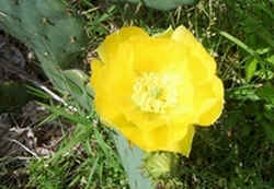 Prickly Pear Cactus2.jpg (47978 bytes)