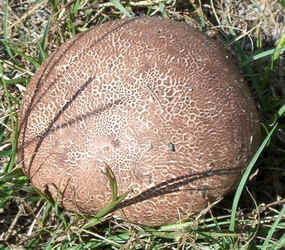 Purple-spored Puffball1.jpg (103202 bytes)