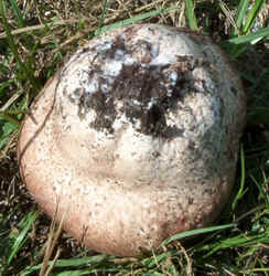 Purple-spored Puffball2.jpg (80314 bytes)