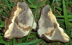 Purple-spored Puffball3.jpg (50643 bytes)