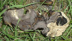 Purple-spored Puffball5.jpg (51604 bytes)