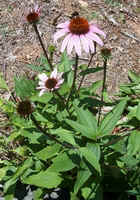 Purple Cone Flower1.jpg (42413 bytes)