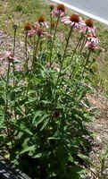 Purple Cone Flower2.jpg (37649 bytes)