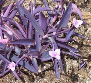 Purple Heart.jpg (111168 bytes)